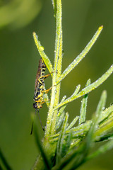 tiny sweet bug on green leaf and season grass