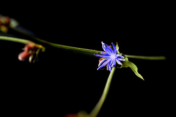 Stem with chicory flower isolated on black background close up