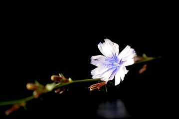 Stem with chicory flower isolated on black background close up