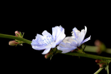 Stem with chicory flower isolated on black background close up