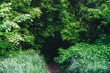 Scenic natural green background of lush thickets in sunlight. Beautiful bushes with colorful leaves close-up. Vivid backdrop of rich greenery in sunny day with copy space. Trail in forest. Way in park