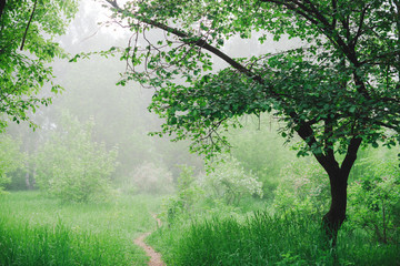 Scenic landscape with beautiful lush green foliage. Footpath under trees in park in early morning in mist. Colorful scenery with pathway among green grass and leafage. Vivid natural green background.