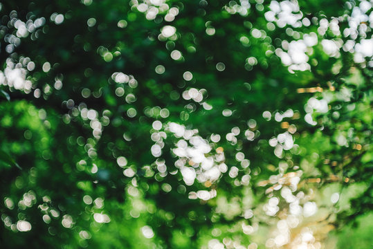 Bokeh of vivid leaves of trees in sunlight. Natural green background. Blurred rich greenery with copy space. Abstract texture of defocused lush foliage in sunny day. Backdrop of scenic nature in blur.
