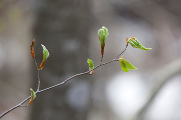 ブナ新芽