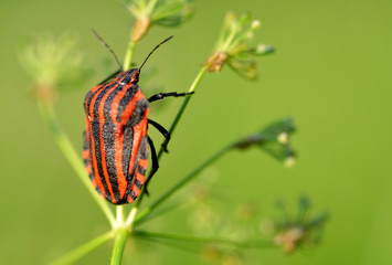 Striped bug ( Graphosoma lineatum ) closeup on the plant.