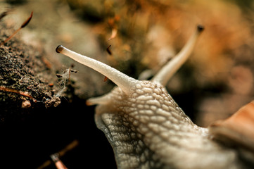 Nahaufnahme einer kriechenden Schnecke