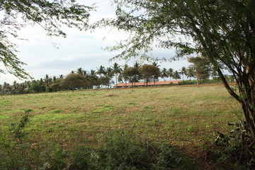 Obraz premium green war