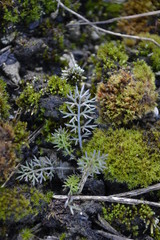 plants witth moss