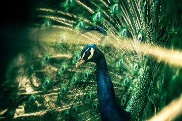 Pfau mit geöffnetem Federkleid