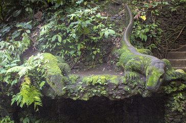 verdure de mousse a Bali