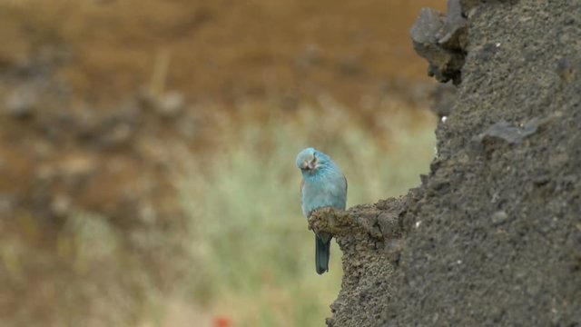 Roler Bird on a rock, Golan, Israel