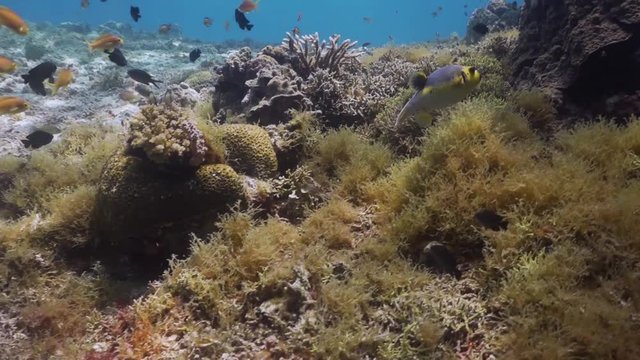 Filmed with Sony AX700 1080 HD 100 FPS
Gates Underwater Housing