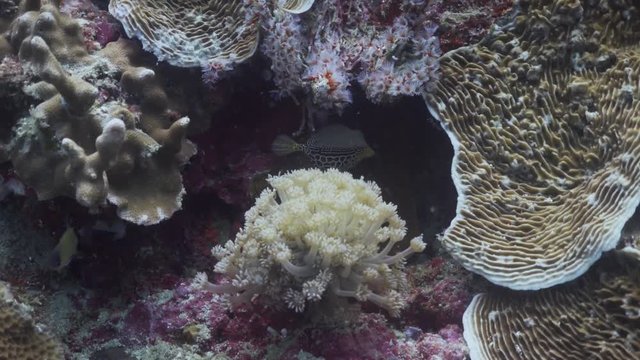 Filmed with Sony AX700 1080 HD 100FPS
Gates Underwater Housing