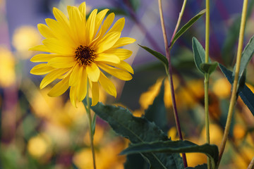 yellow flower