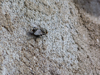 Fly over a wall, natural lit