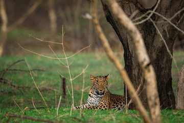 A female leopard or panther or panthera pardus in green background at jhalana forest reserve, jaipur, rajasthan, india	