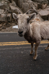 Bighorn Sheep in Colorado