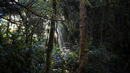 foret avec rayon de soleil