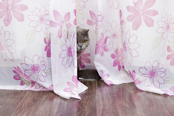 naughty cat hiding behind the curtains from the owners