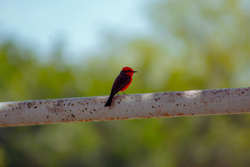 Churrinche posado en una rama (ave roja de alas negras)