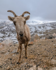 Bighorn Sheep in Colorado