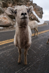 Bighorn Sheep in Colorado
