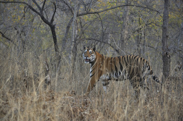 tiger in the grass