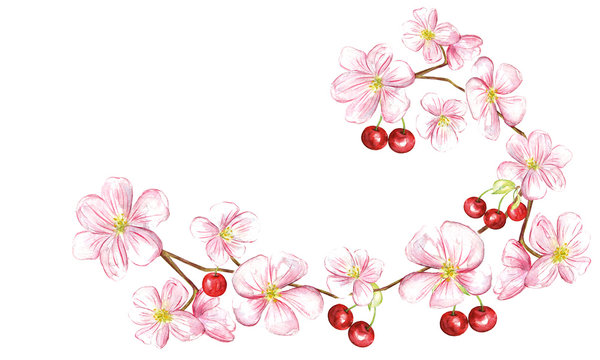 Cherry juicy fruit and  blossom floral. Watercolor design illustration.