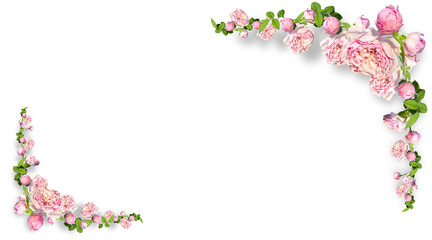 Framework from roses on pink background.Photo with clipping path.