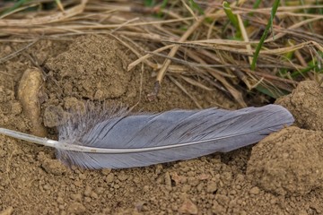 feather on ground