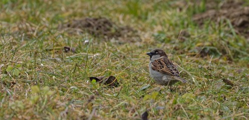 sparrow on the grass