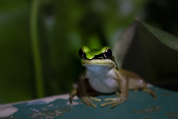 simple tiny little cuty frog