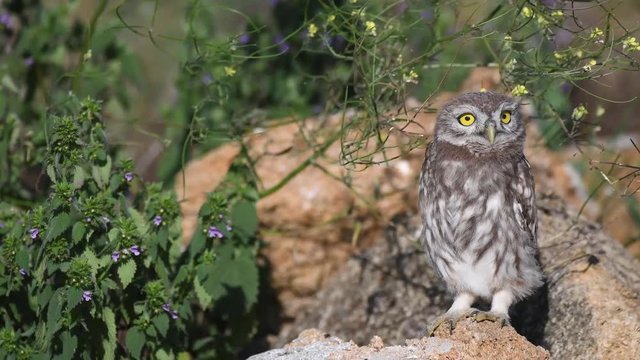 Young little owl (Athene noctua) stands on a natural stones in the grass and squats