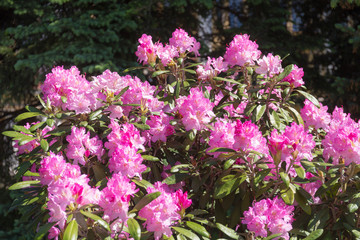 Obraz premium blooming pink rhododendron
