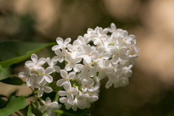 white lilac close up
