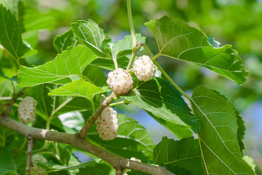 Mulberry (Morus alba) are on tree
