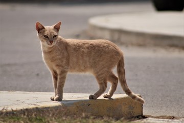 Gato callejero mirando a un lado