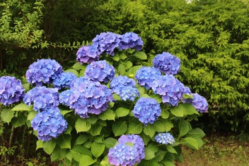 花　アジサイ　梅雨　公園　茨城