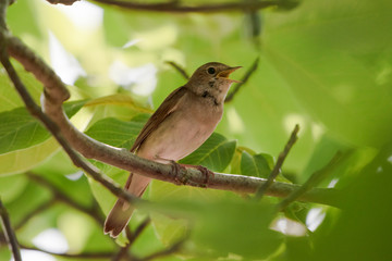 nightingale (Luscinia megarhynchos) singing with open beak, small thrush passerine bird Nightingale sitting on a branch in a tree, copy space
