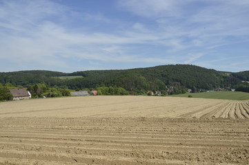 landscape with wheat field and blue sky