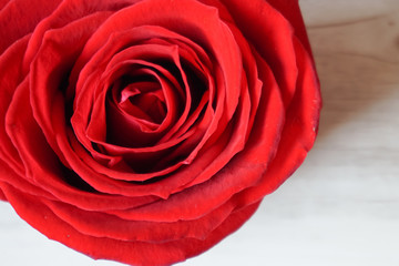 Fototapeta premium One rose on the table. テーブルの上のバラ