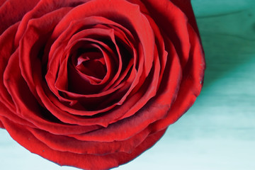 One rose on the table. テーブルの上のバラ