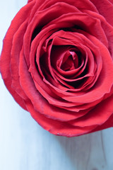 One rose on the table. テーブルの上のバラ