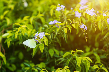 Yellow butterfly and Bouquet Purple flowers Vitex trifolia Linn or Indian Privet in the garden of the nature is herb in Thailand.