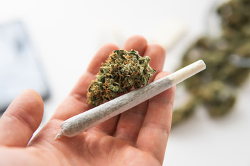 rolled joint weed and Cannabis marijuana buds on hand