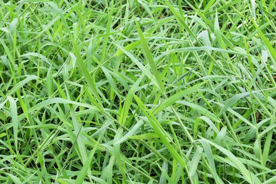 green paragrass is food of buffalo