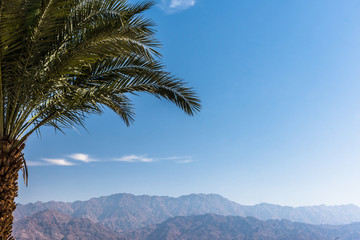 Fototapeta na wymiar Palm on the edge of the Negev desert