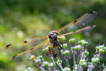 dragonfly in the garden