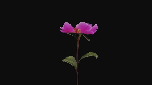 Time-lapse of opening pink peony (Paeonia) flower 2b4 in 4K PNG+ format with ALPHA transparency channel isolated on black background