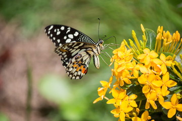Butterflies and flowers in a beautiful natural garden.